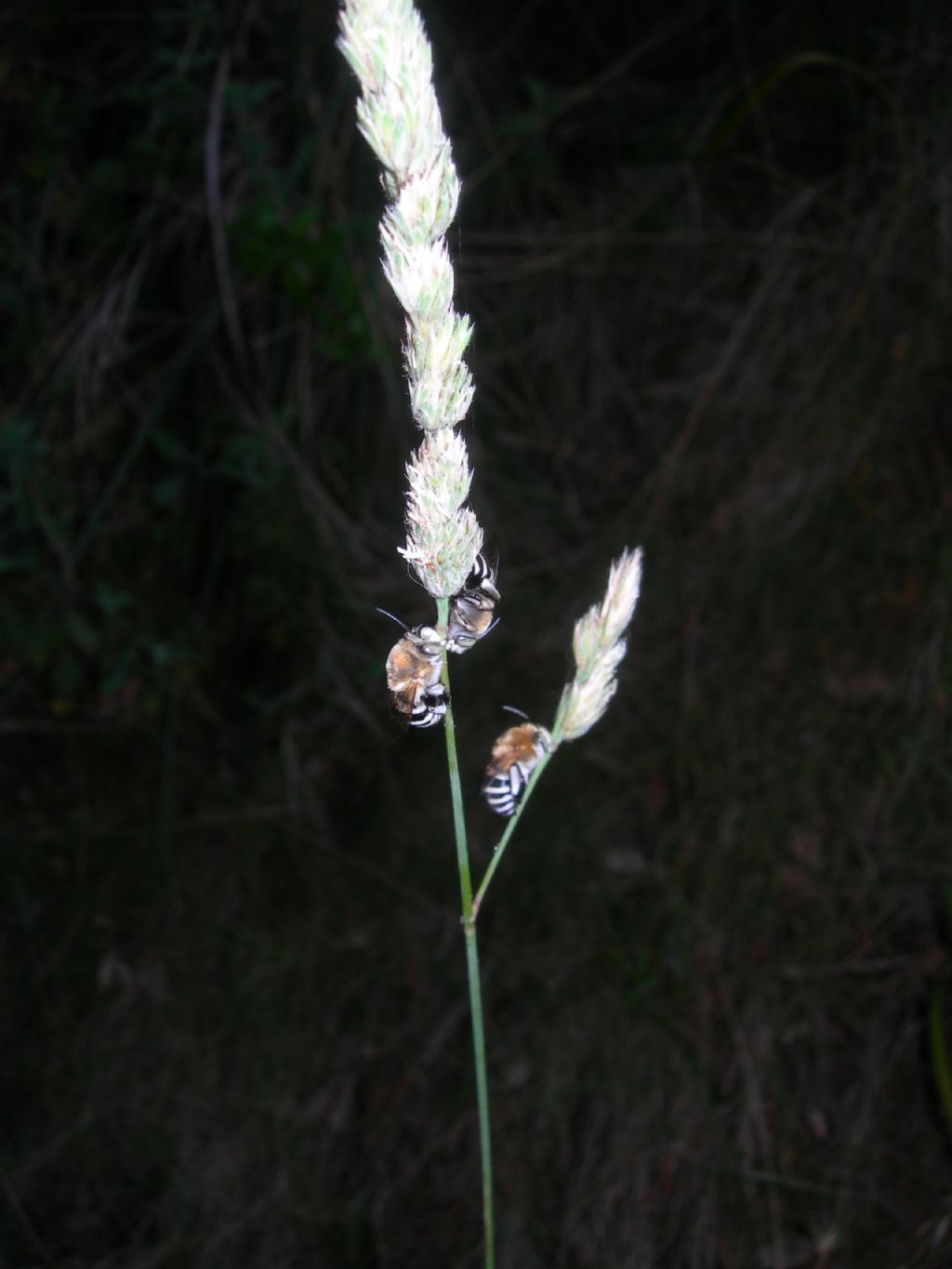 Apoideo da id.: Amegilla sp.